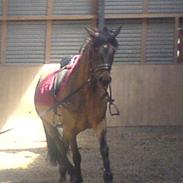 Konik Polski Lava (Gammel Part)