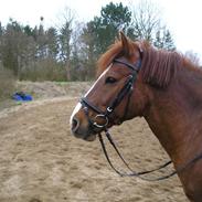 Welsh Pony af Cob-type (sec C) Florian