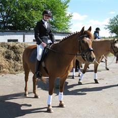 Anden særlig race Lucas<33 (gammel passer)