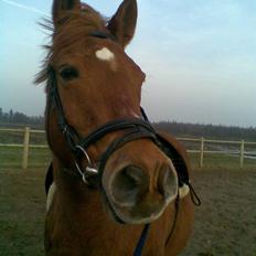 Anden særlig race Lucas<33 (gammel passer)