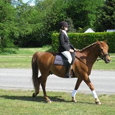 Anden særlig race Lucas<33 (gammel passer)