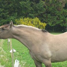 Anden særlig race Sif