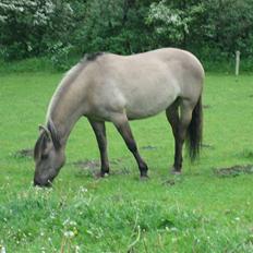 Anden særlig race Sif