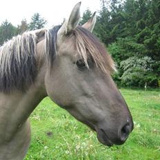 Anden særlig race Sif