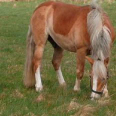 Haflinger Tembo R.I.P