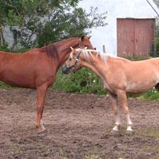 Haflinger Tembo R.I.P