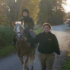 Haflinger Tembo R.I.P