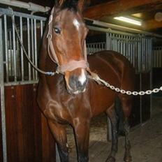 Anden særlig race Sheza - Leveret tilbage  