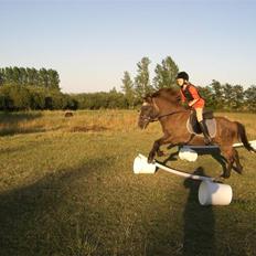 Islænder Siggi fra Ellekærgår *R.I.P. savnet* 