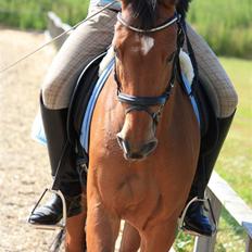 Tysk Sportspony Hazel *; 