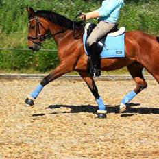 Tysk Sportspony Hazel *; 