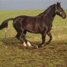 Oldenborg Catiopaja Højbogård