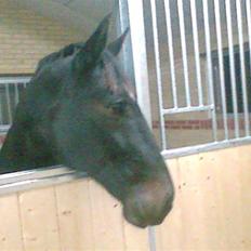 Oldenborg Catiopaja Højbogård