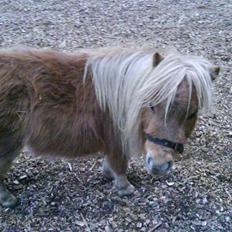 Shetlænder Sebek<33