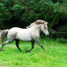 Islænder Lysingur*SOLGT*