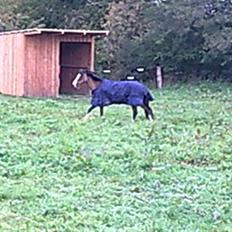 Welsh Pony af Cob-type (sec C) Gavotte`s Cathrien