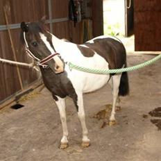 Anden særlig race Diva