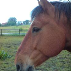 Anden særlig race Shadow