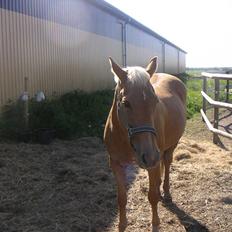 Cruzado Cabosa <3 (SOLGT/:) R.I.P