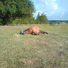Anden særlig race Shadow