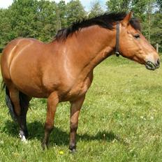 Anden særlig race Shadow