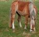 Haflinger Tembo R.I.P