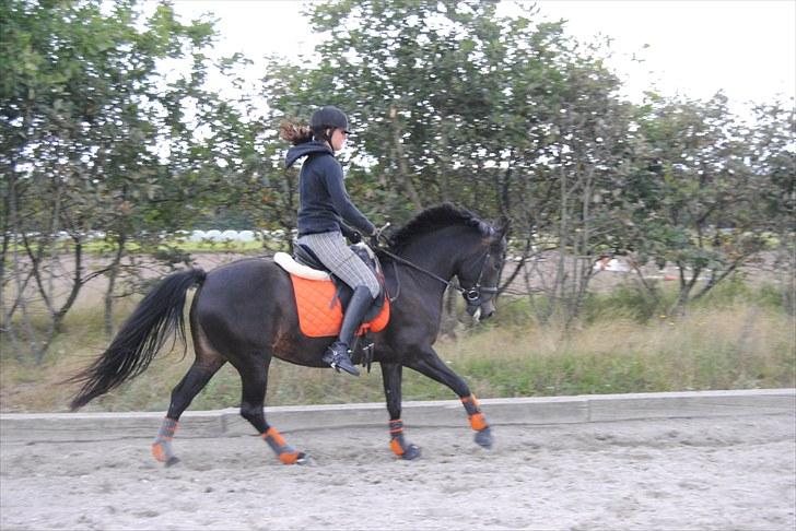 Anden særlig race Tirano Mit et&alt!! billede 8