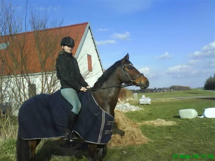 Welsh Pony af Cob-type (sec C) Anjershof Romance - Klar til en dejlig tur! billede 4