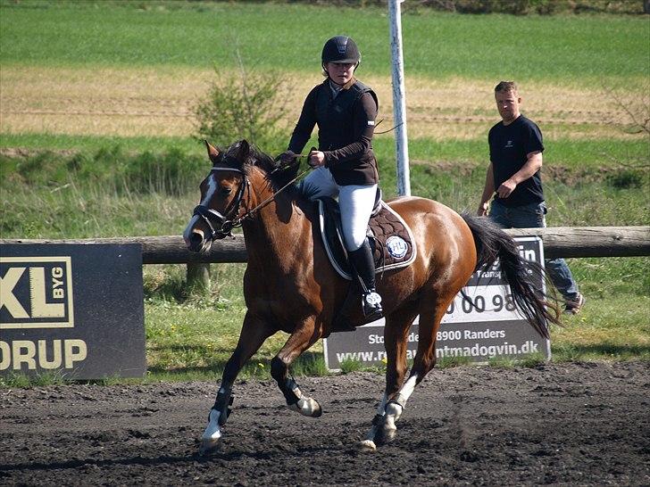 Hollandsk Sportspony  ANNIE | SOLGT :'( - Seeeeje :* billede 7