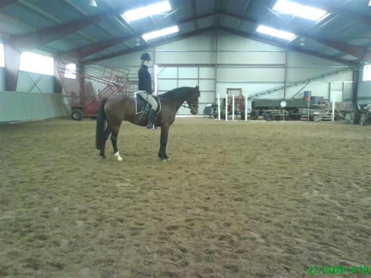 Welsh Pony af Cob-type (sec C) Anjershof Romance - I ridehuset billede 5