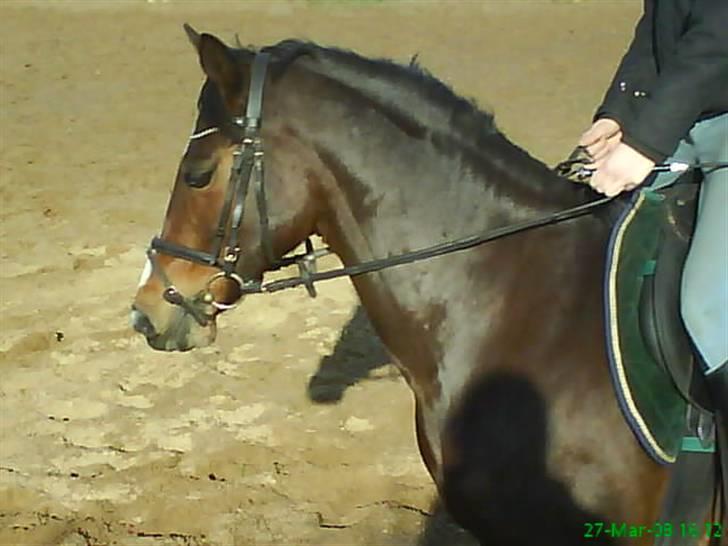 Welsh Pony af Cob-type (sec C) Anjershof Romance - Ponyhovede ;-) billede 6
