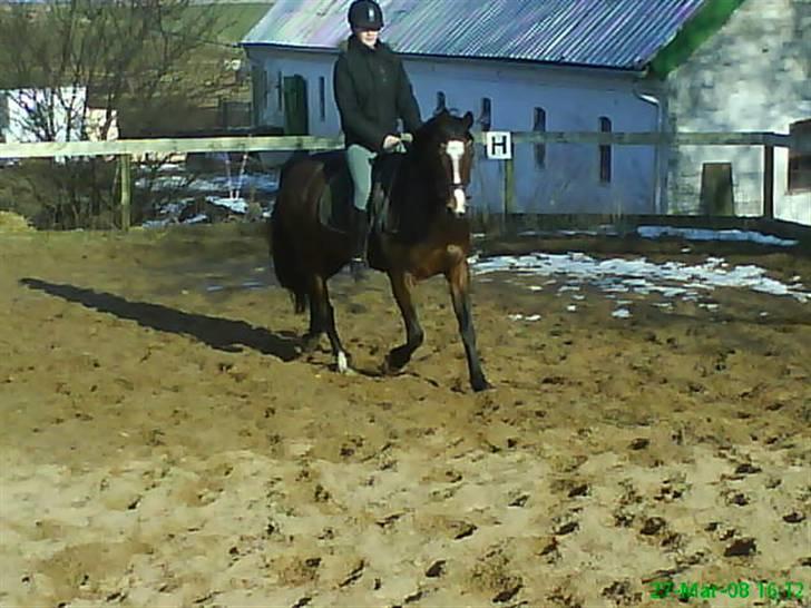 Welsh Pony af Cob-type (sec C) Anjershof Romance - Dejlig trav billede 9