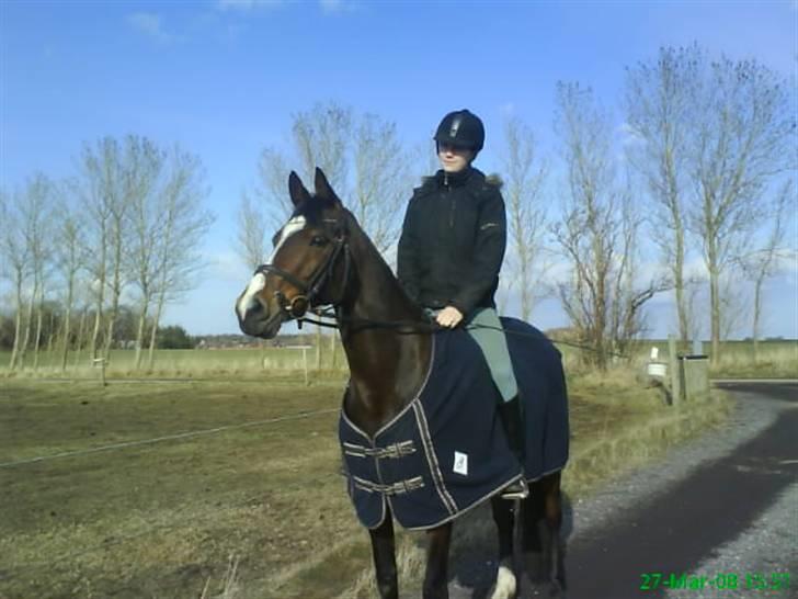 Welsh Pony af Cob-type (sec C) Anjershof Romance - Min datters smukke pony billede 10