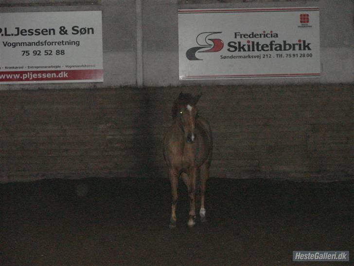 New Forest Isabell  (har redet) billede 9