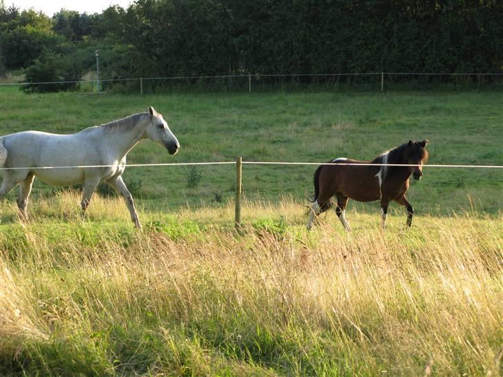 Anden særlig race Magnus - Jaah, madmor kommer for at give os mad! billede 7