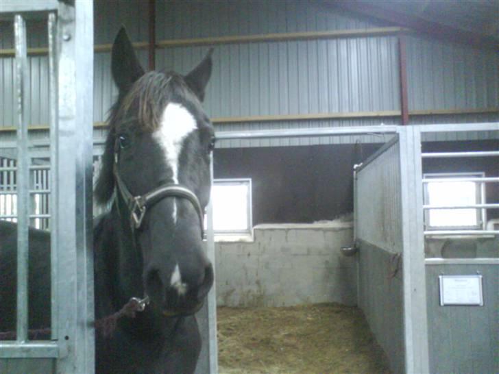 Anden særlig race Zappa<3 † R.I.P d.13-5-09 - Sødeste (: billede 6