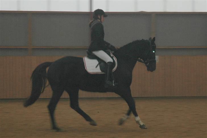 Anden særlig race Zappa<3 † R.I.P d.13-5-09 - Galop <3. billede 8