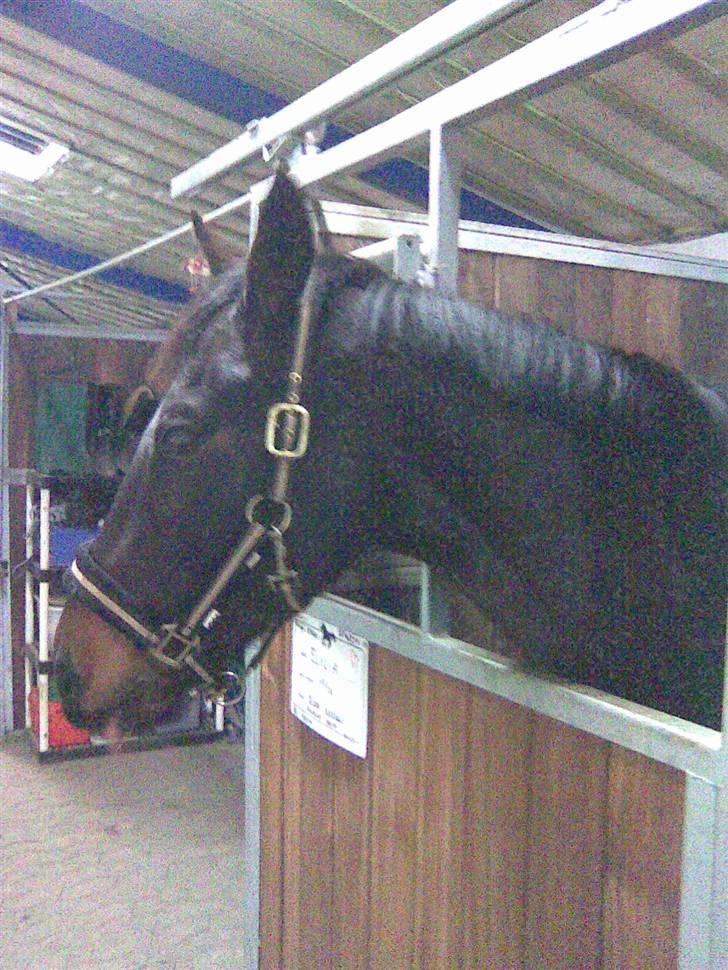 Anglo Araber (AA) Elicia <3 - solgt ! ;( billede 6