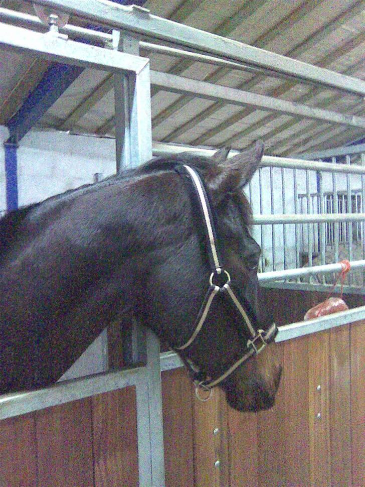 Anglo Araber (AA) Elicia <3 - solgt ! ;( billede 7