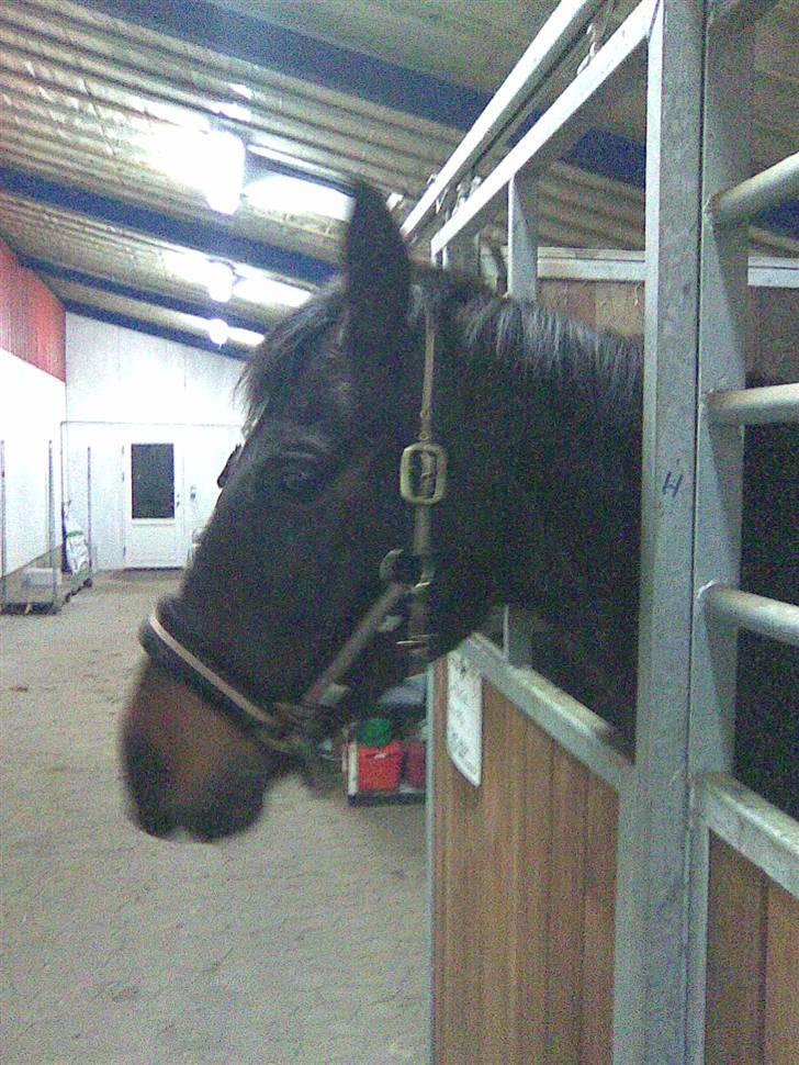 Anglo Araber (AA) Elicia <3 - solgt ! ;( billede 8