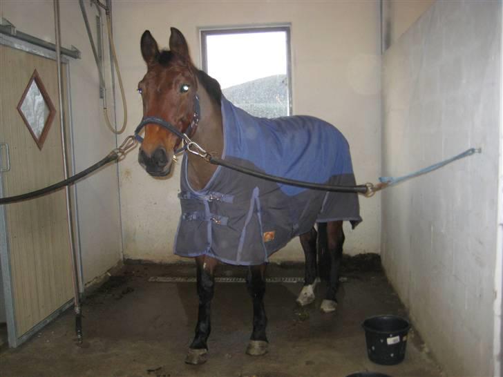 Oldenborg Mon Cherie billede 11