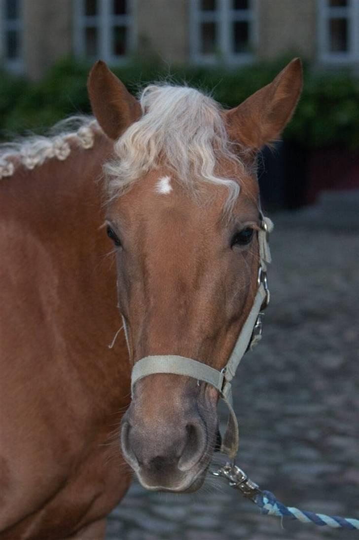 Haflinger Bosse<3 (EUR elevpony) billede 10