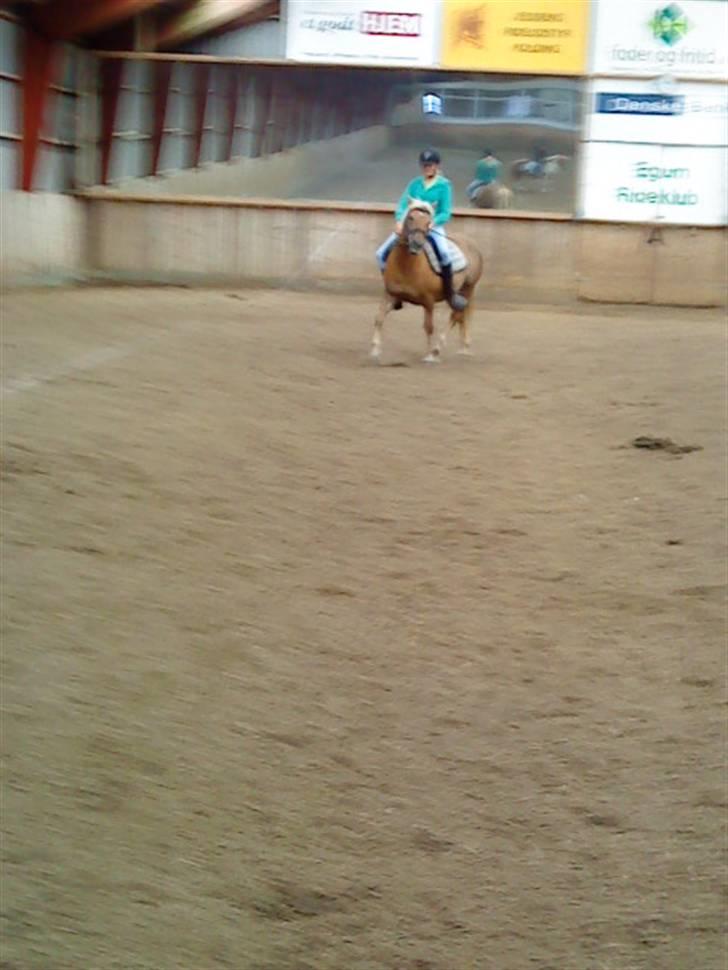 Haflinger Bosse<3 (EUR elevpony) - Billede taget af: Helena Rasmusen billede 11