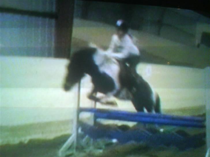 Anden særlig race Tøsen solgt - 100, lidt spring (: Undskyld kvalitet taget fra en film! /: Hun kan godt springe meget højere! billede 16