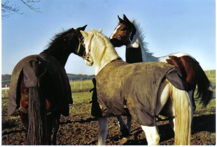 Traver Todo Proud - Todo, Max og Purple - cute billede 15