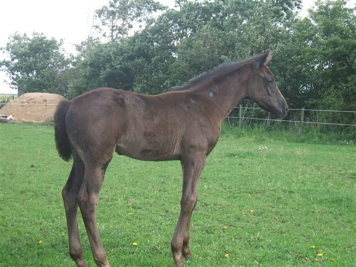 Dansk Varmblod Sunshine Hit  billede 11