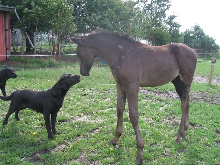 Dansk Varmblod Sunshine Hit  billede 12