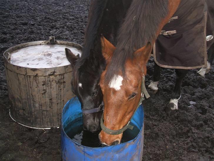 Dansk Varmblod Sunshine Hit  billede 13