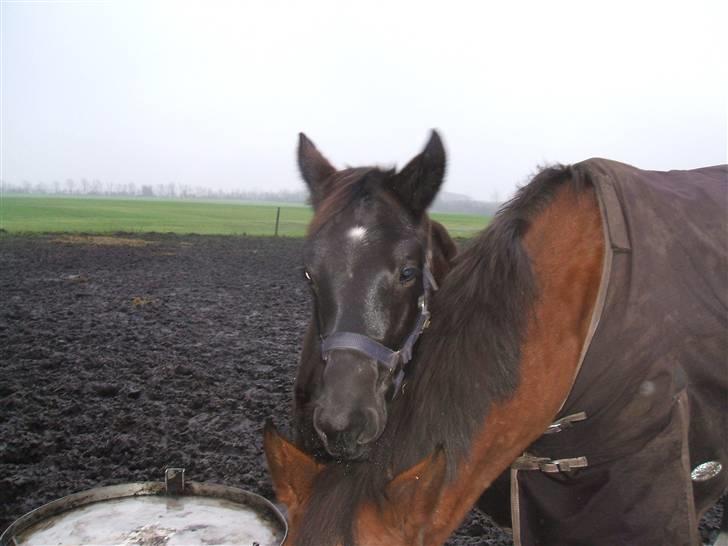 Dansk Varmblod Sunshine Hit  billede 14