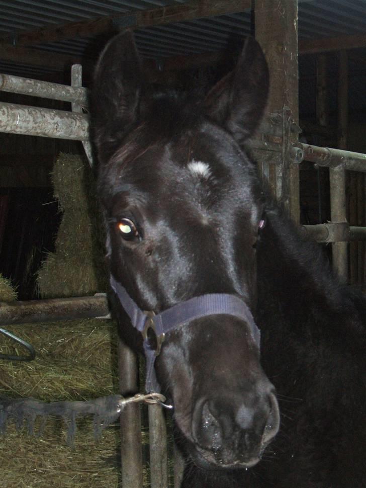 Dansk Varmblod Sunshine Hit  billede 15